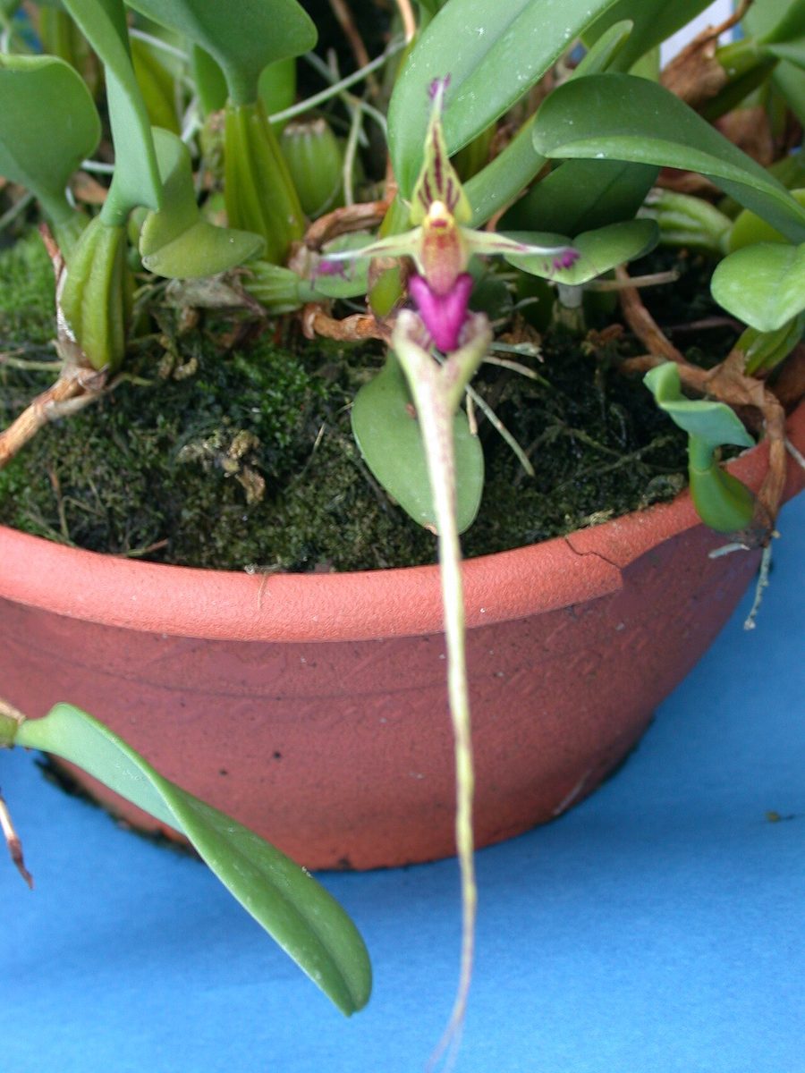 Bulbophyllum putidum