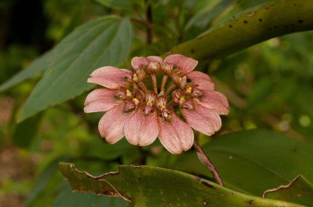 Bulbophyllum roxburghii