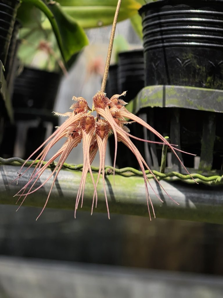 Bulbophyllum sanguineopunctatum