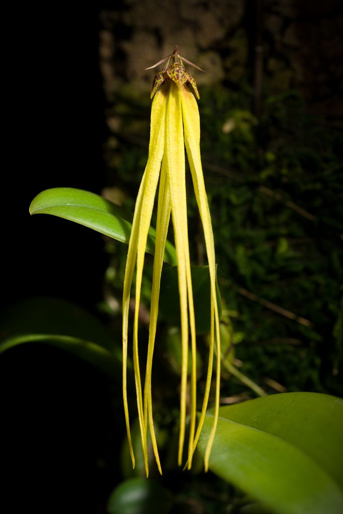 Bulbophyllum thiurum