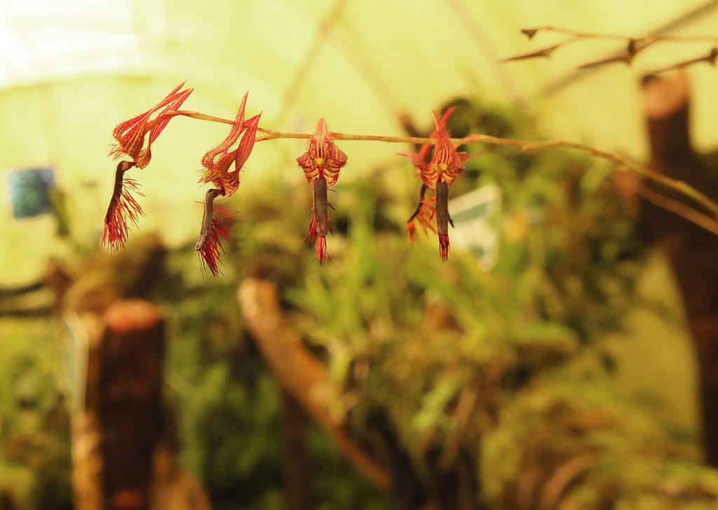 Bulbophyllum tremulum
