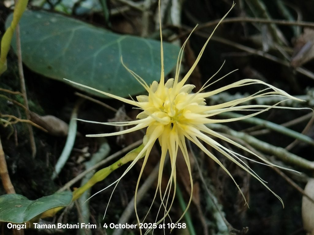 Bulbophyllum vaginatum