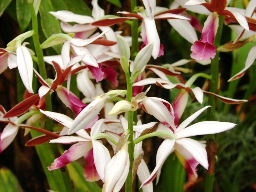 Calanthe