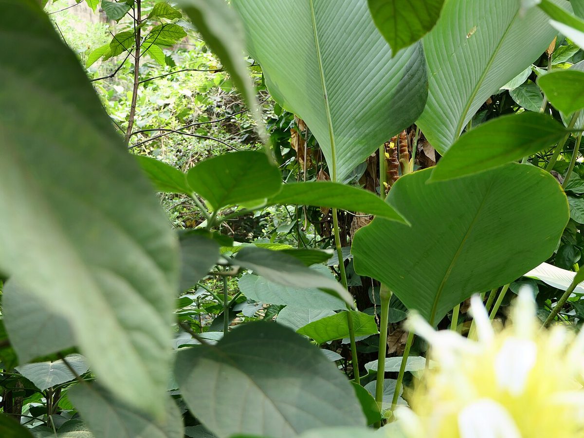 Calathea