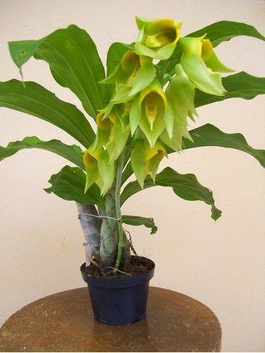 Catasetum macrocarpum