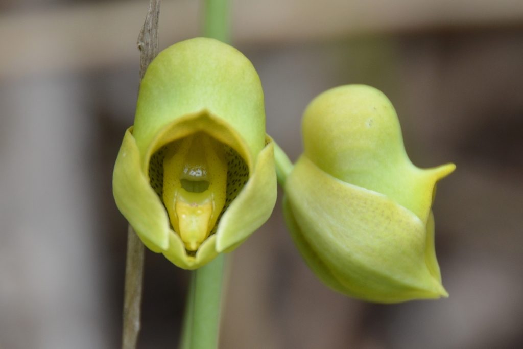 Catasetum planiceps