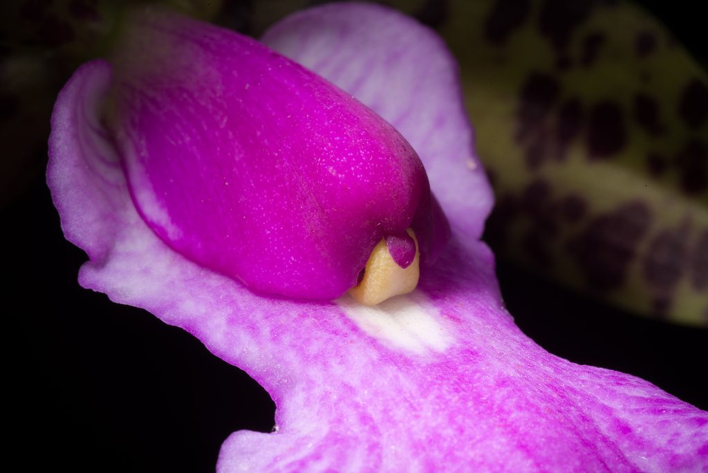 Cattleya aclandiae