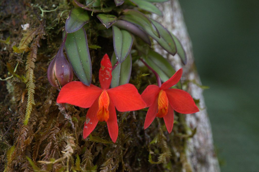 Cattleya acuensis