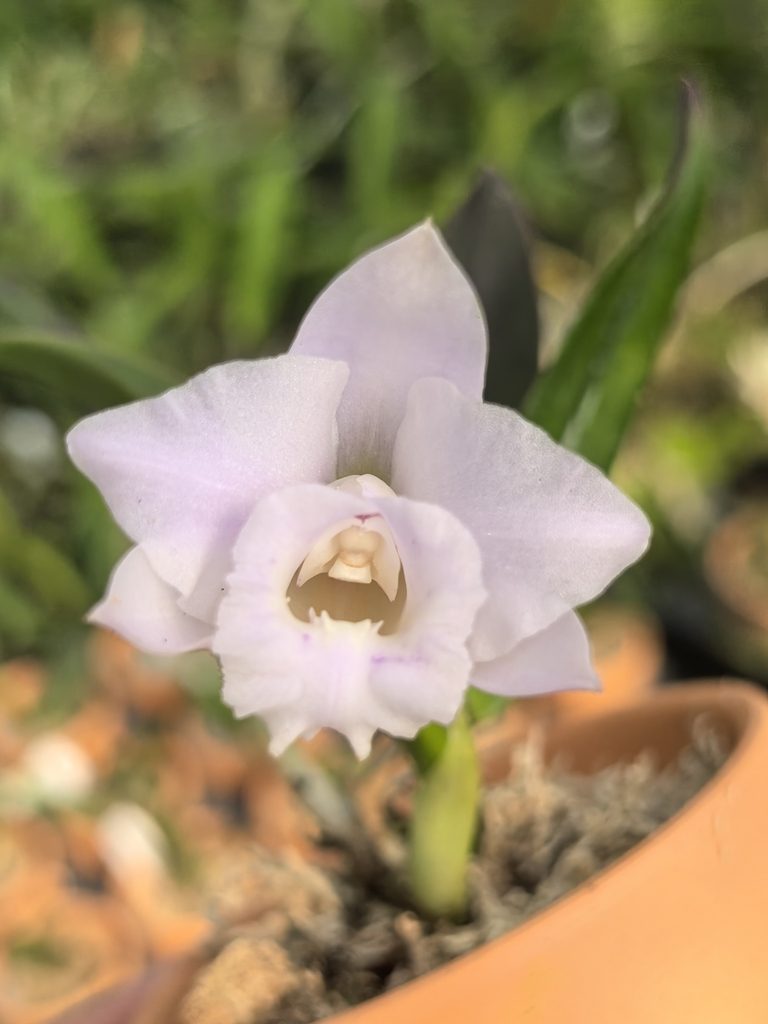 Cattleya alaorii