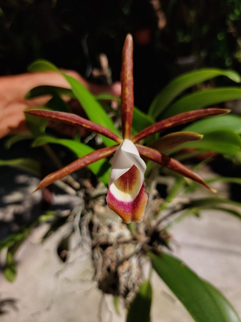 Cattleya araguaiensis