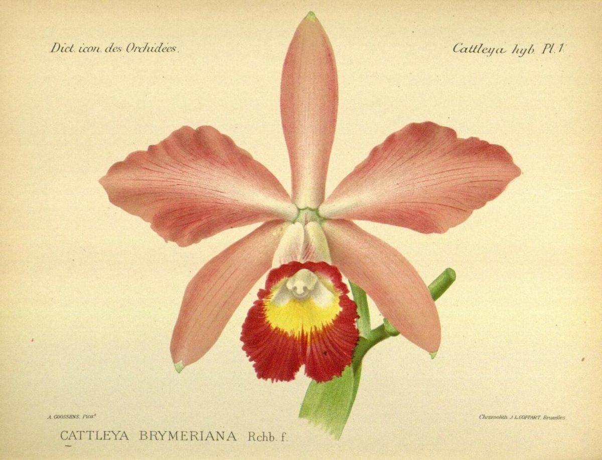 Cattleya brymeriana