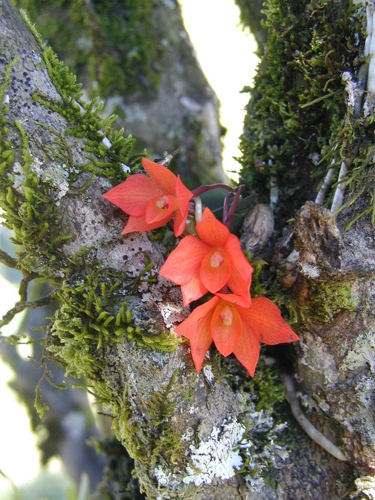Cattleya cernua