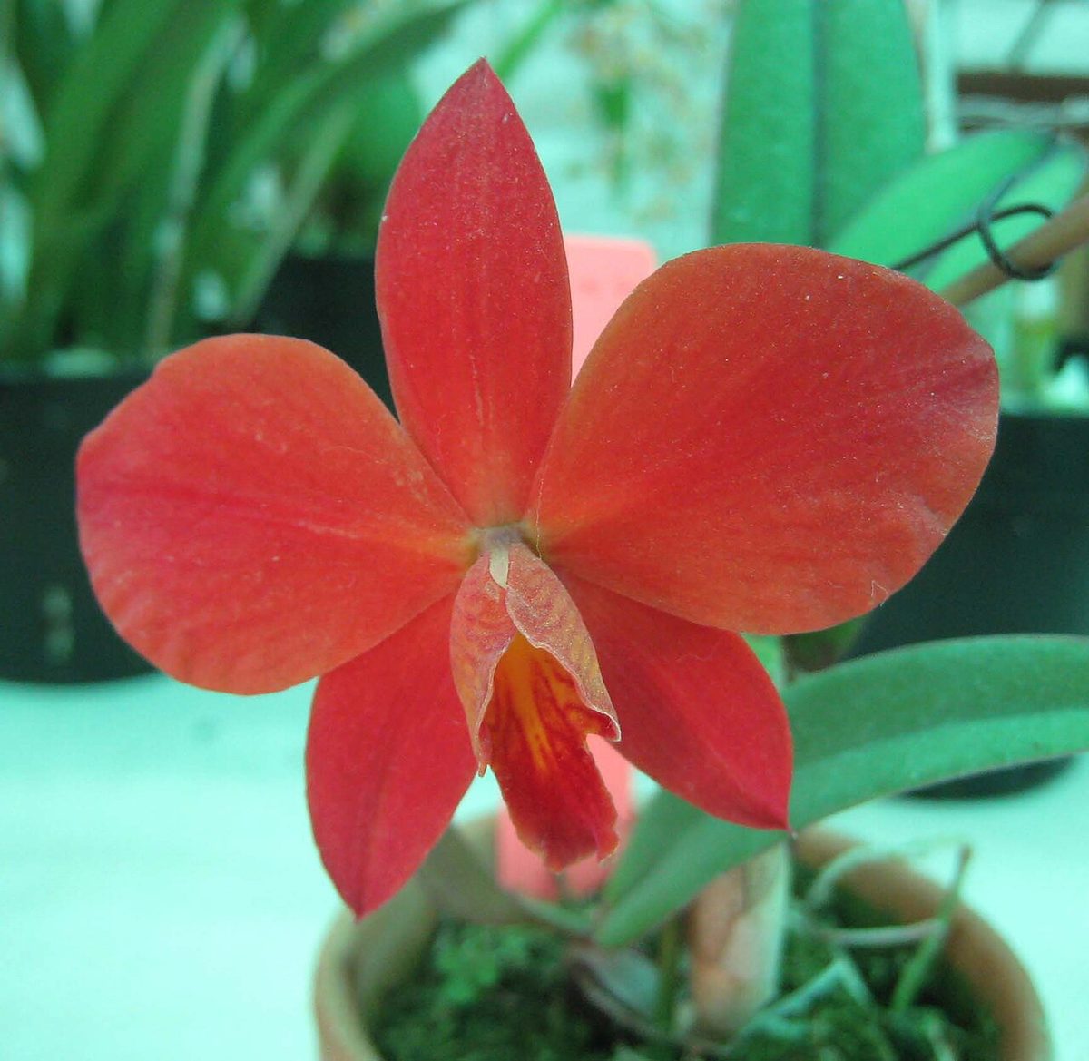 Cattleya cinnabarina