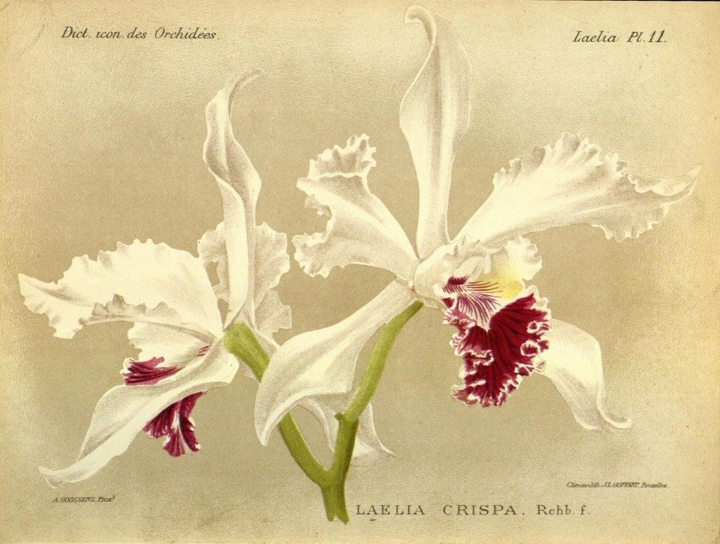 Cattleya crispa