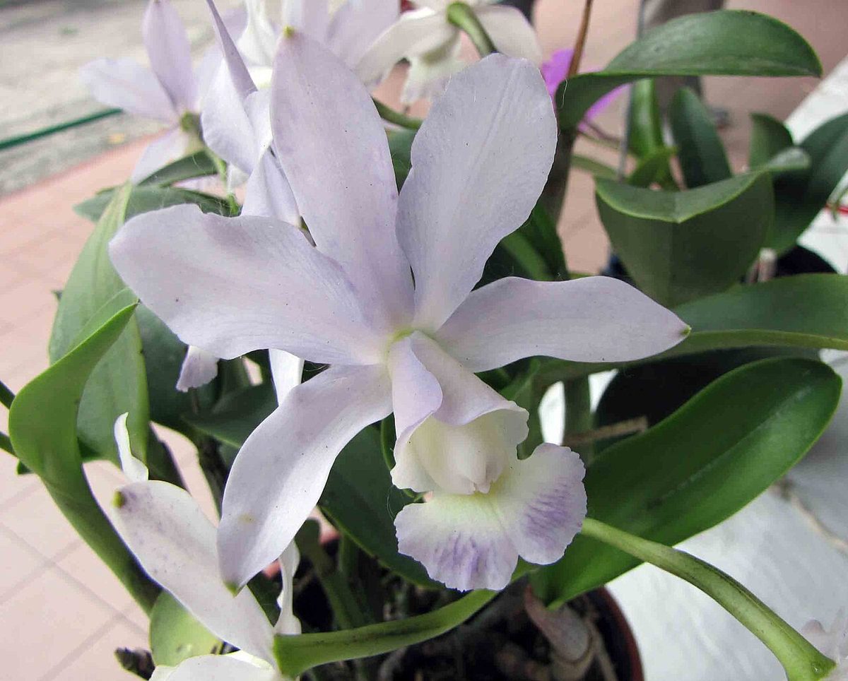 Cattleya dolosa