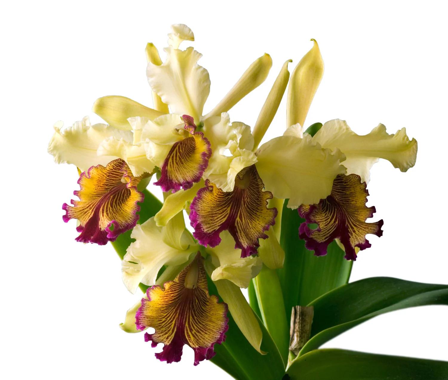 Cattleya dowiana