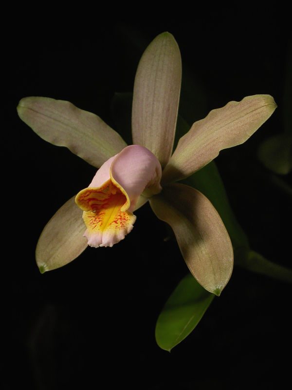 Cattleya forbesii