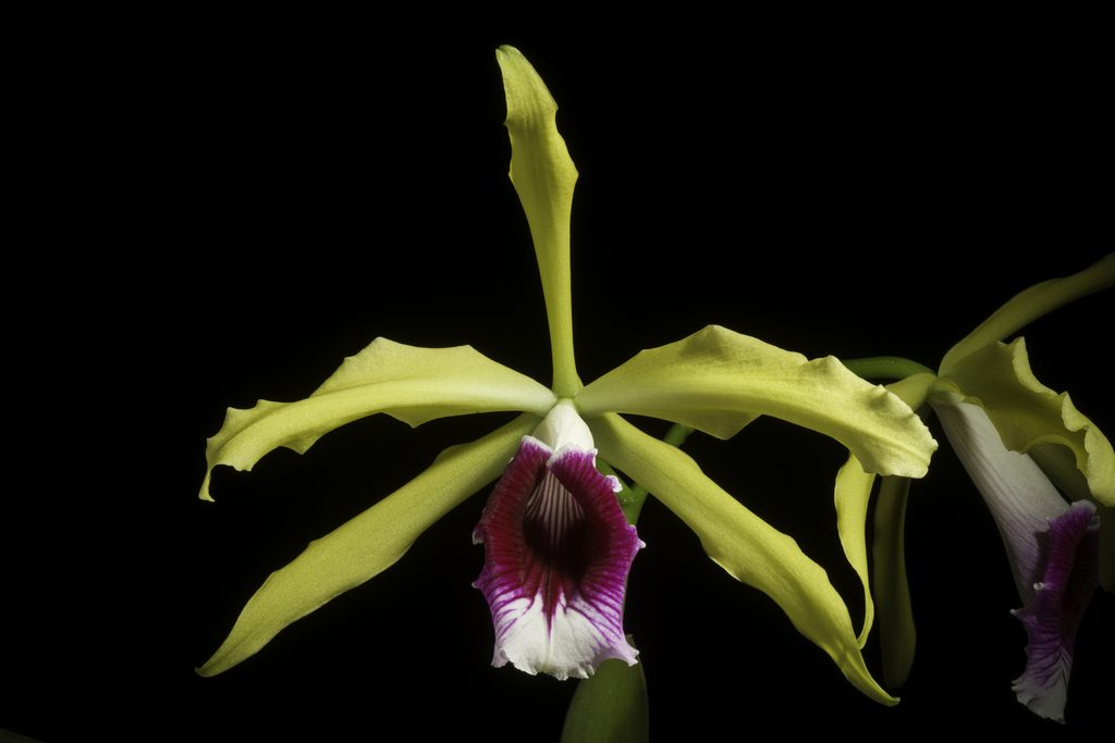 Cattleya grandis