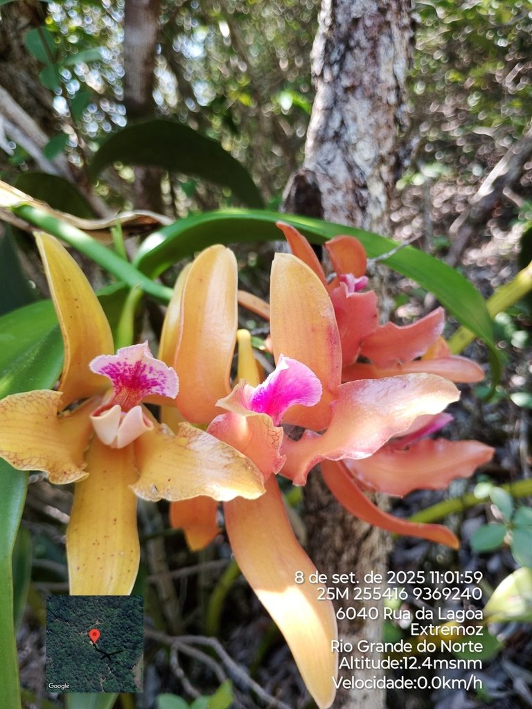 Cattleya granulosa
