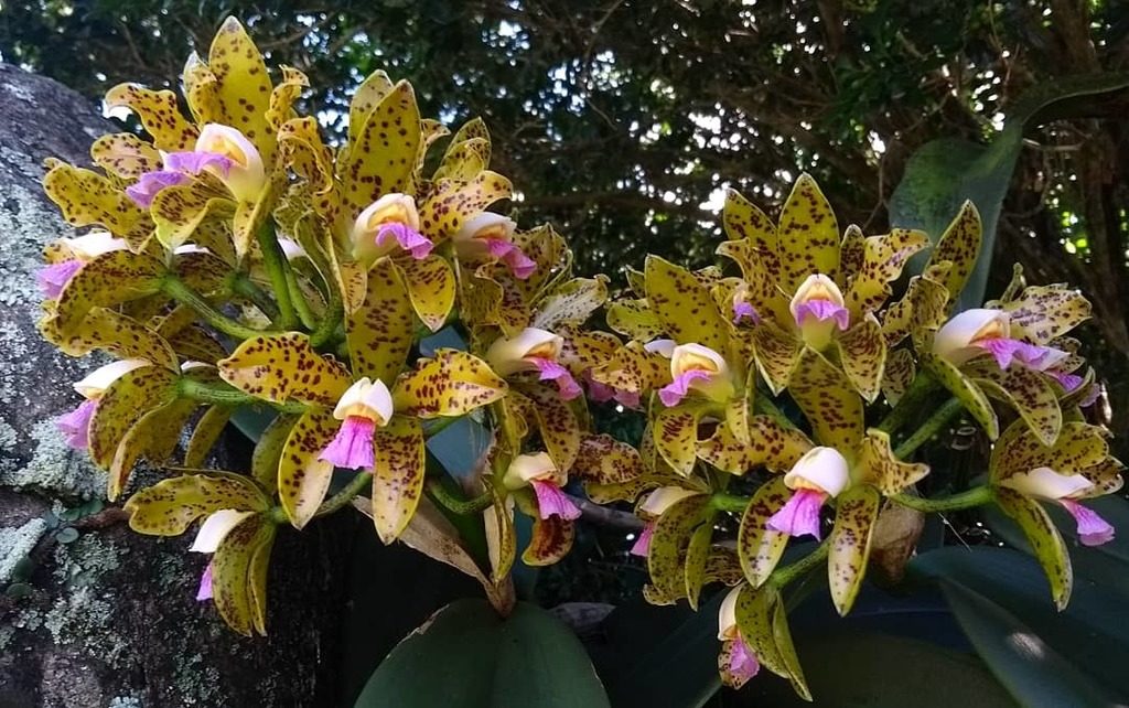 Cattleya guttata