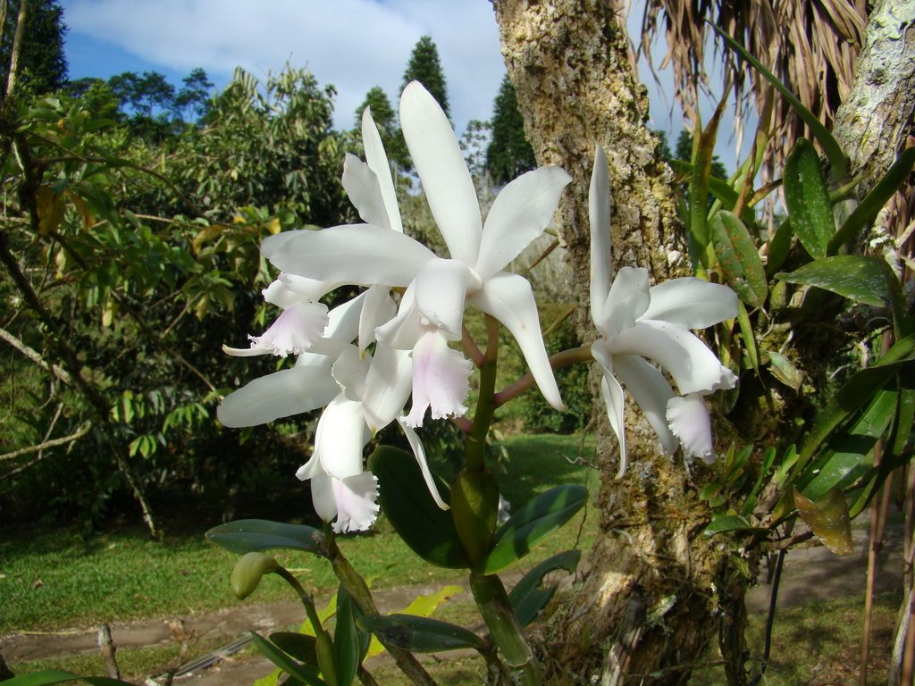 Cattleya intermedia
