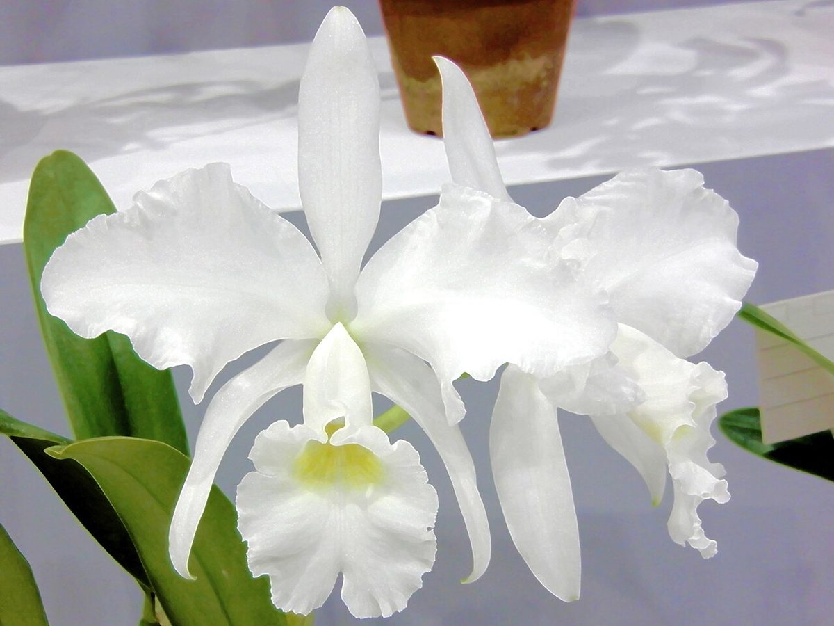 Cattleya jenmanii