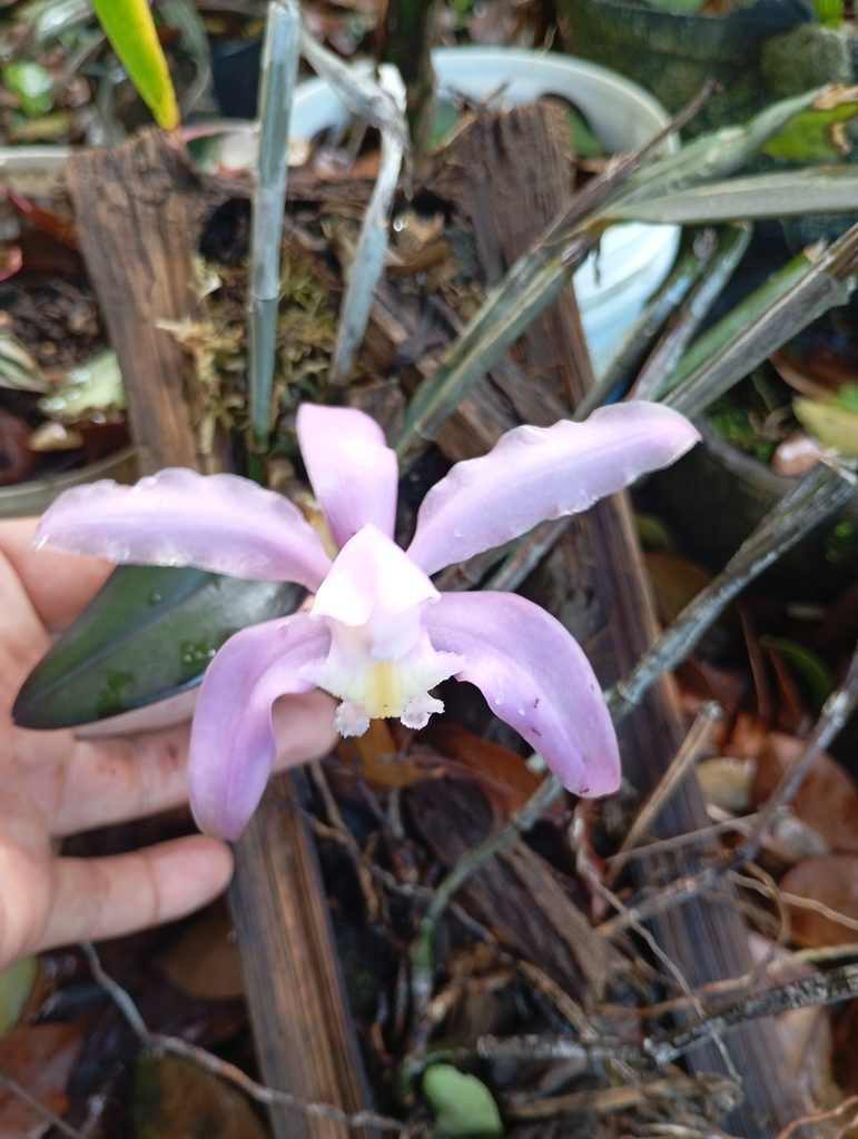 Cattleya kerrii