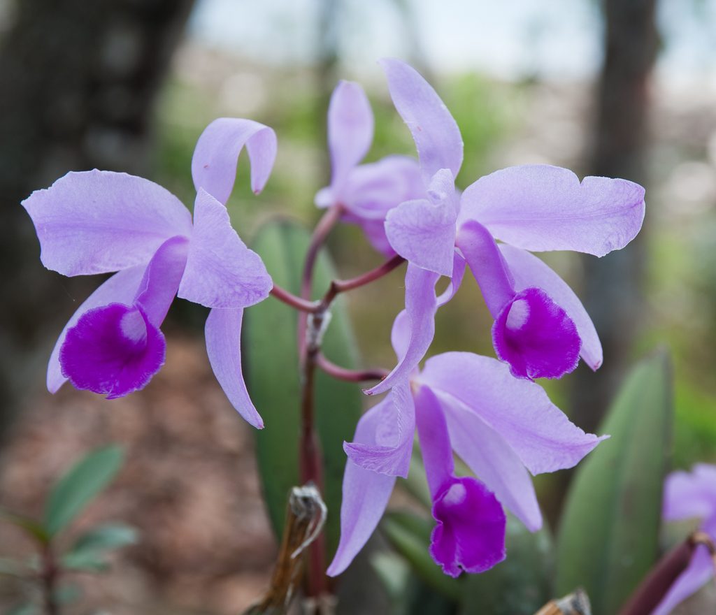 Cattleya lawrenceana