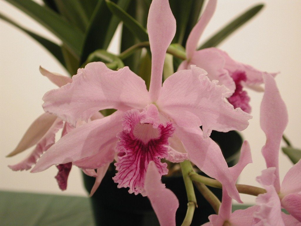 Cattleya lobata