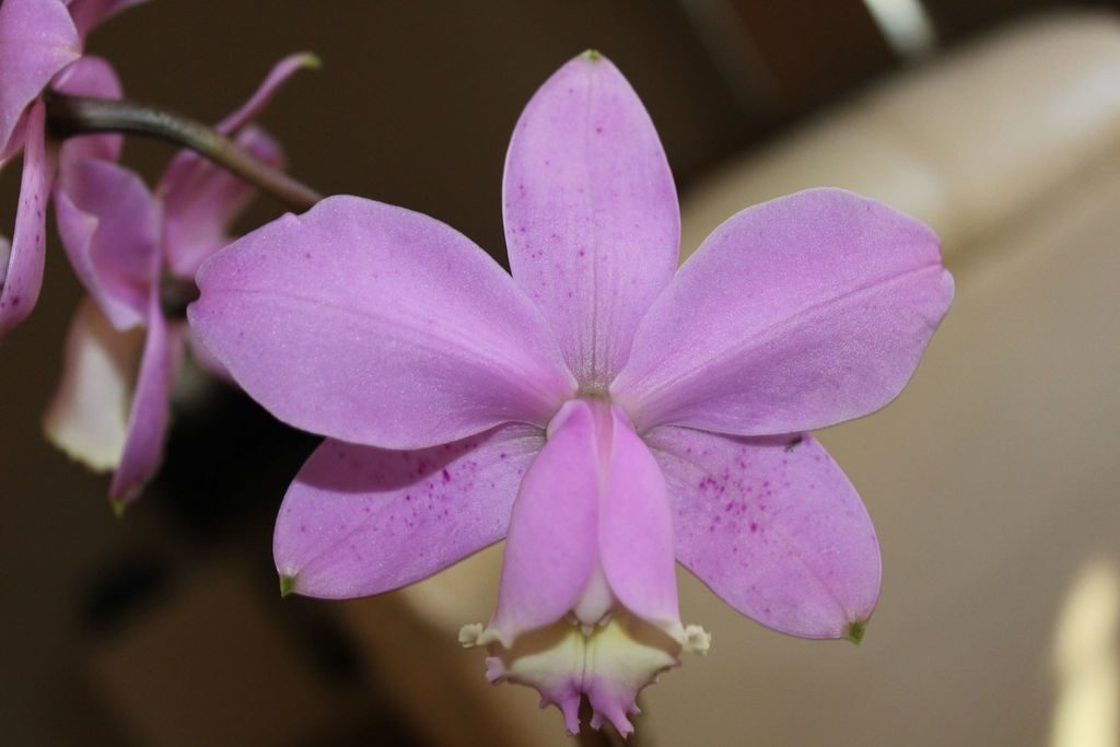Cattleya loddigesii