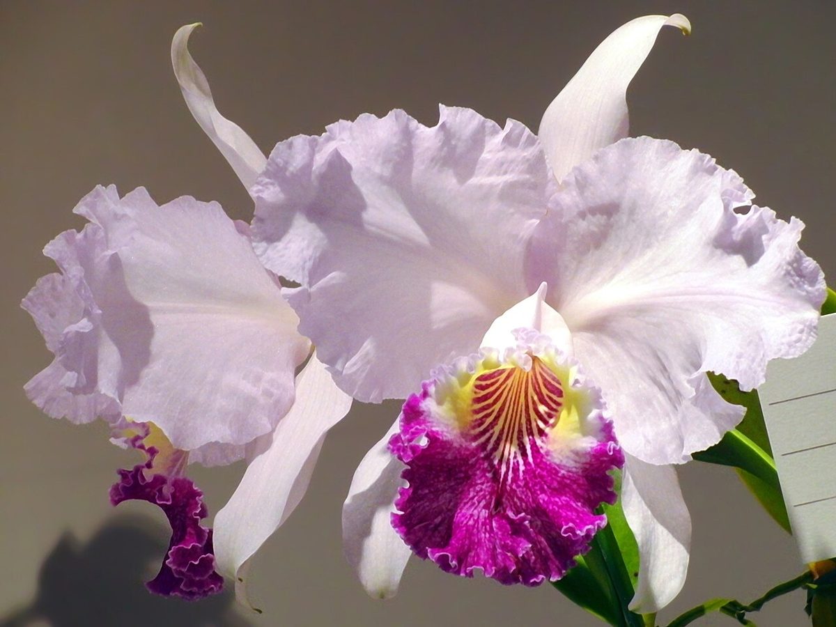 Cattleya lueddemanniana