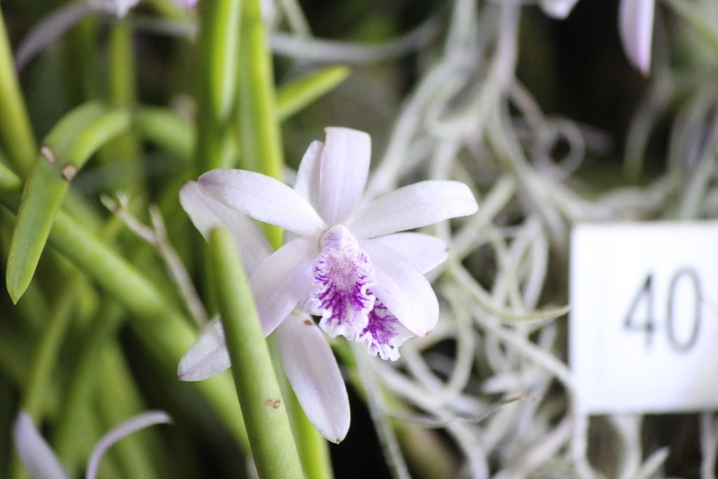 Cattleya lundii