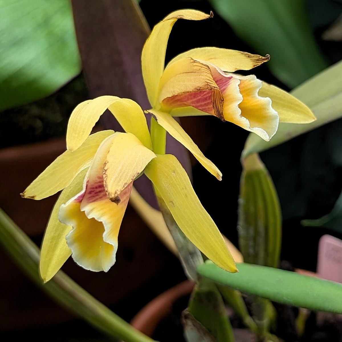 Cattleya luteola