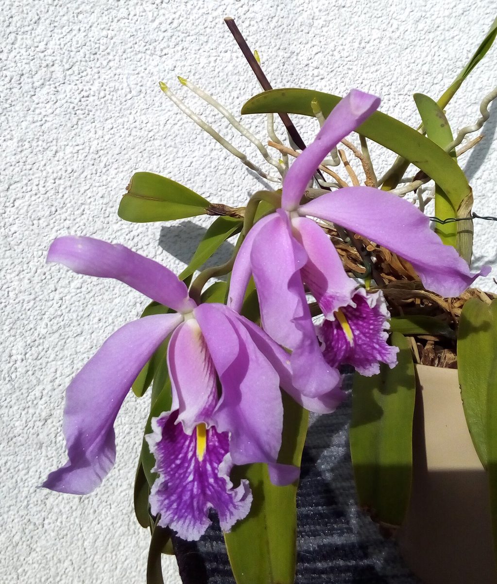 Cattleya maxima