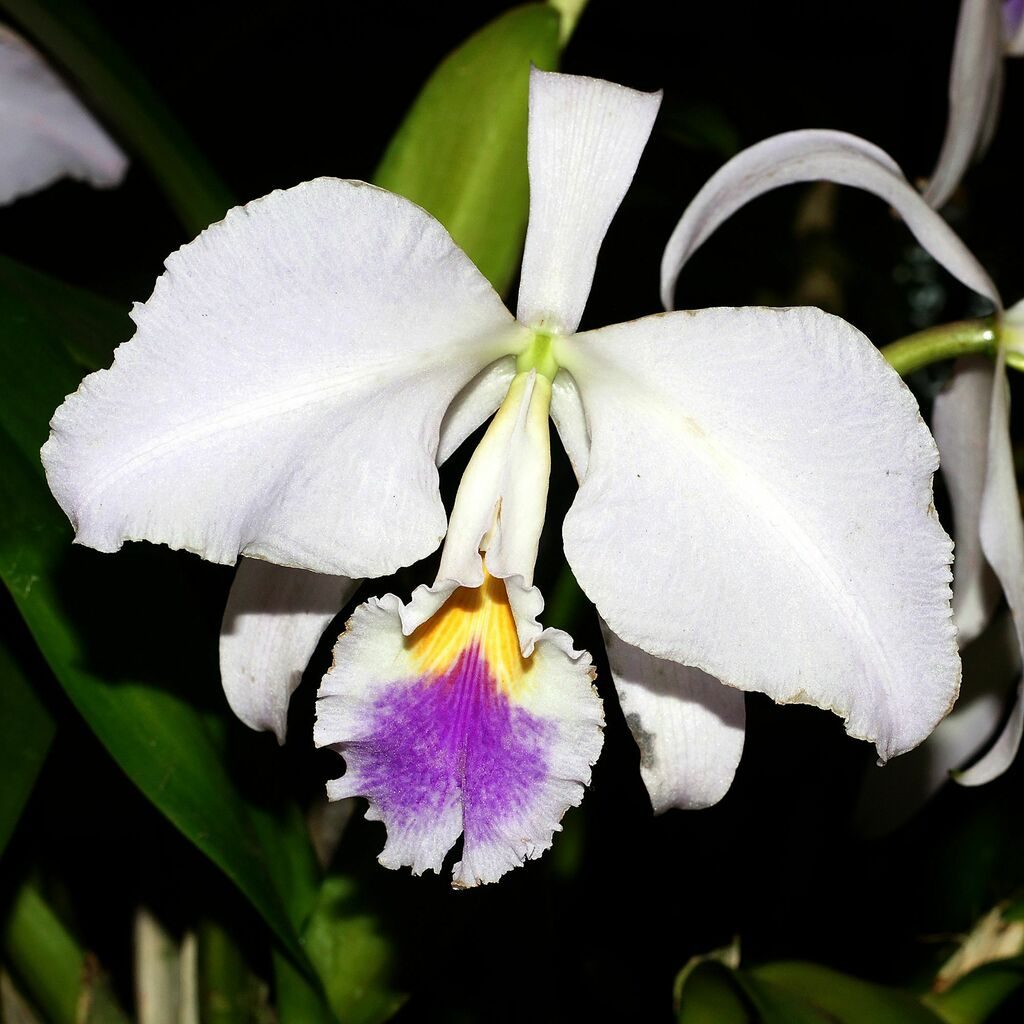 Cattleya mendelii