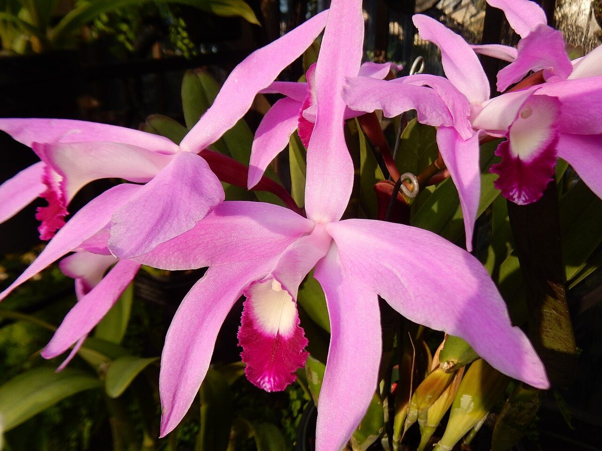 Cattleya perrinii
