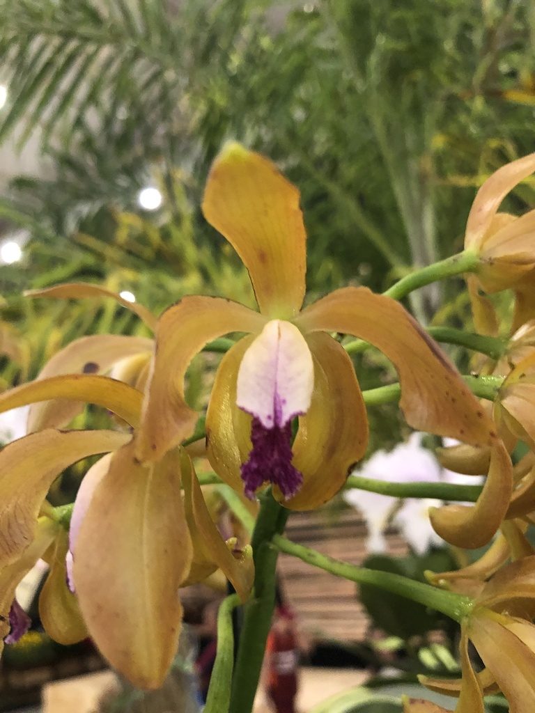 Cattleya porphyroglossa