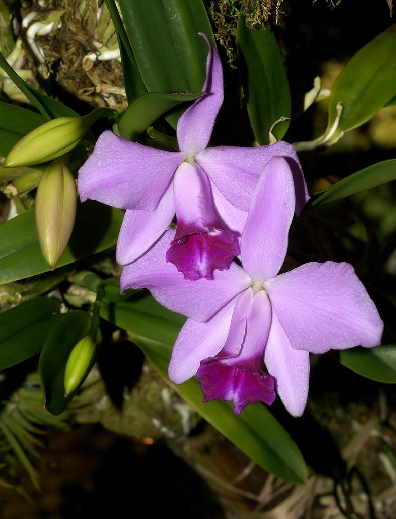 Cattleya pumila