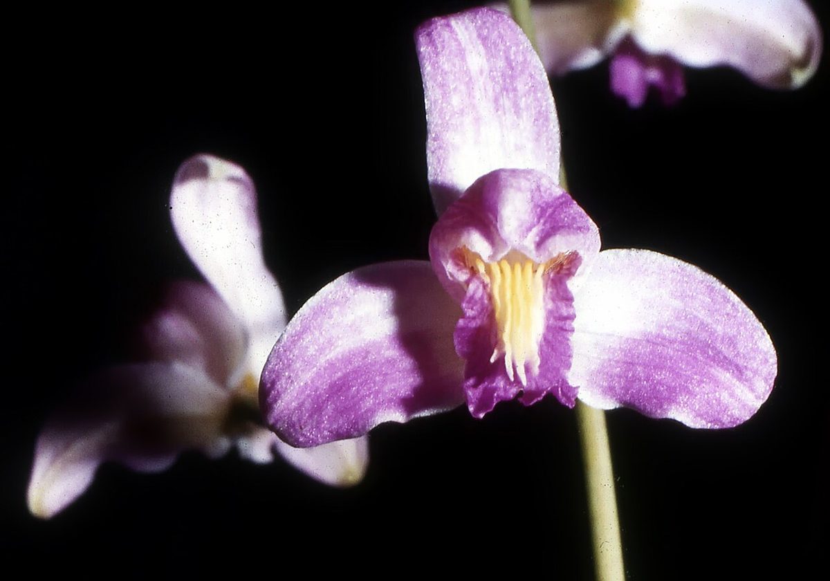 Cattleya purpurata
