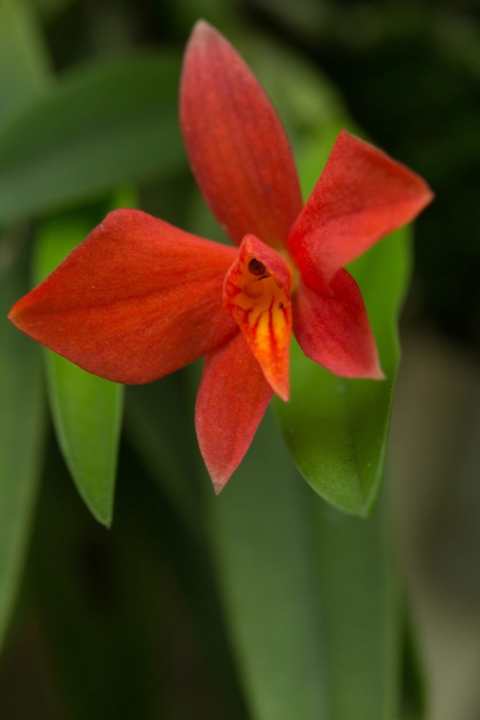 Cattleya pygmaea
