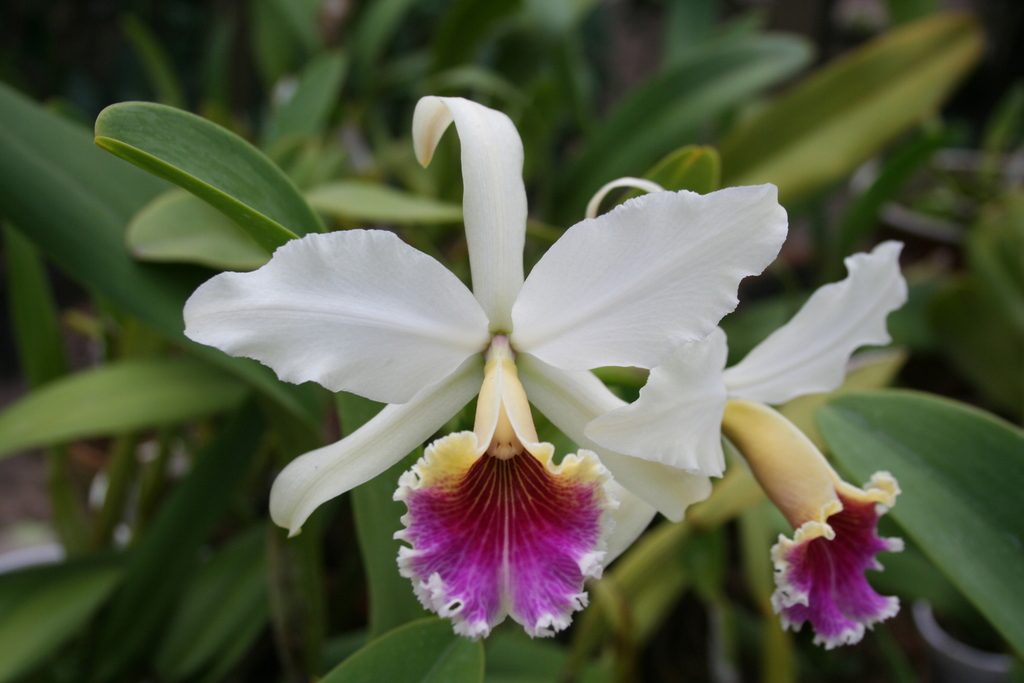 Cattleya rex