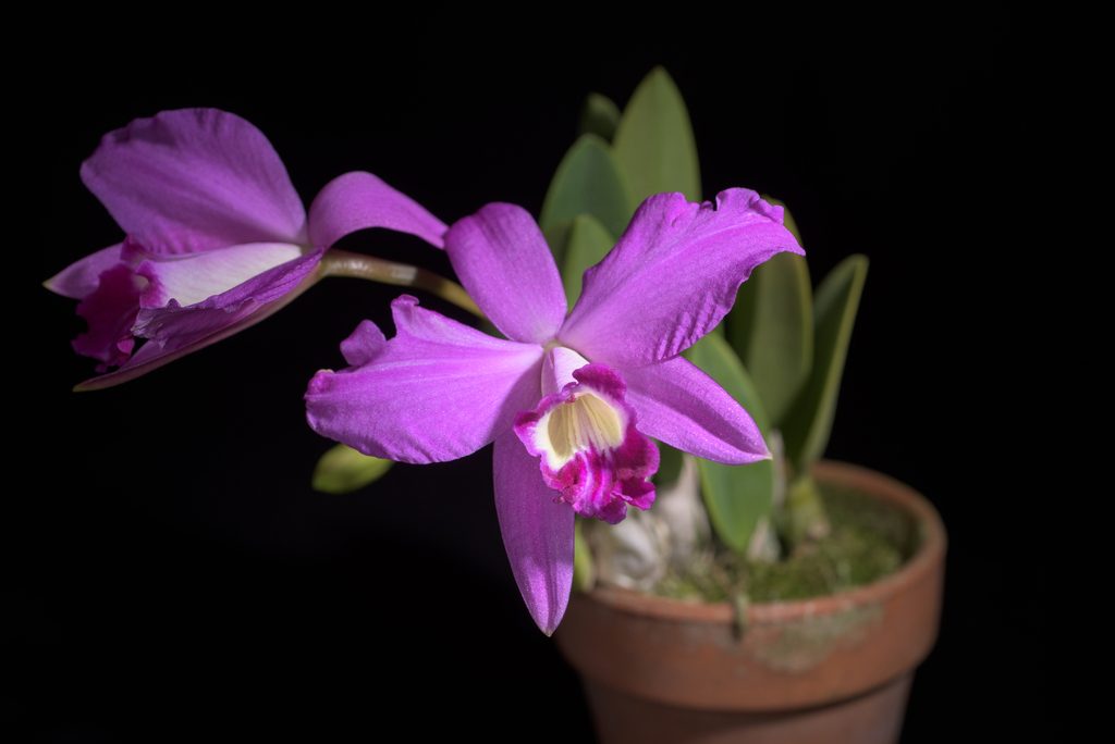 Cattleya sincorana