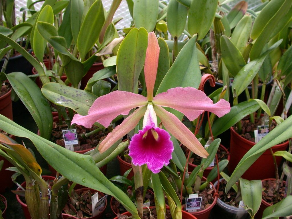 Cattleya tenebrosa