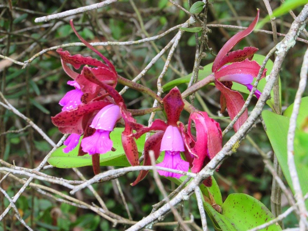Cattleya tigrina