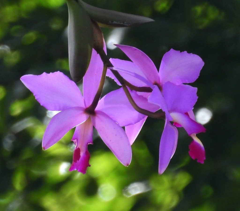 Cattleya violacea