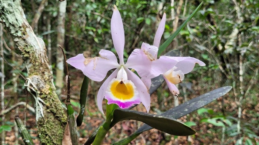 Cattleya wallisii