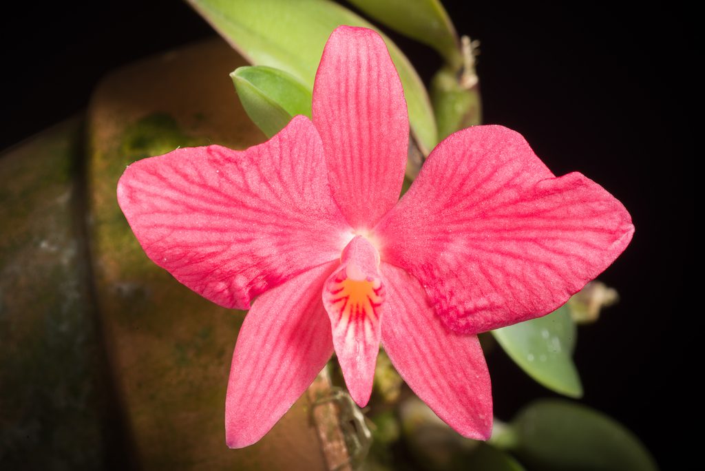 Brassocattleya DiPozzi Astrea