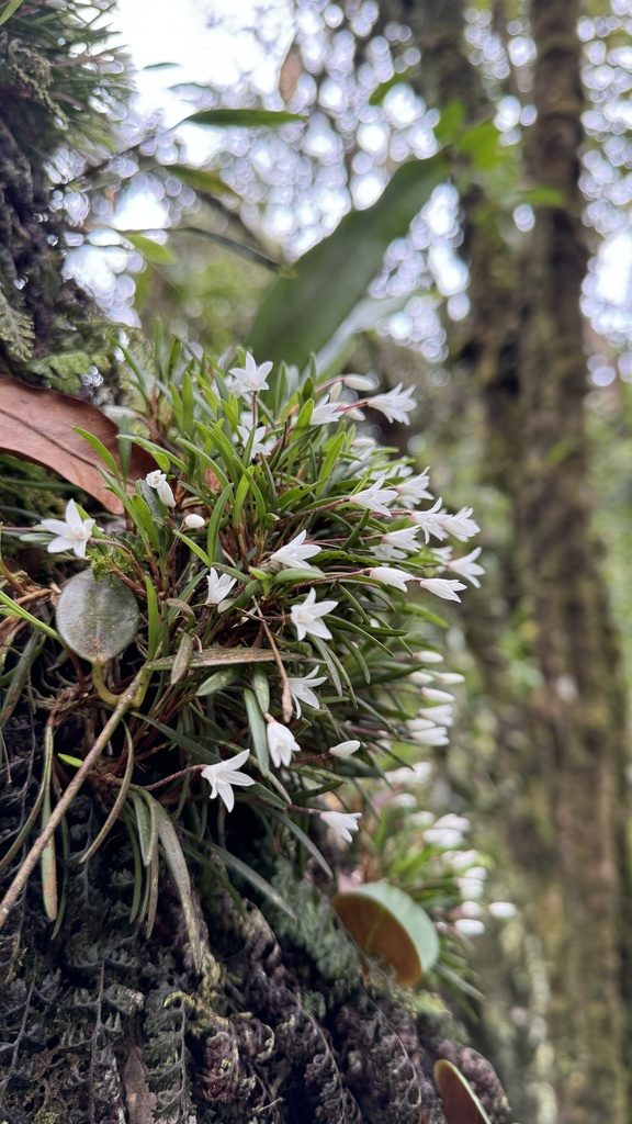 Ceratostylis philippinensis