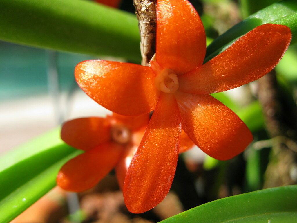 Ceratostylis