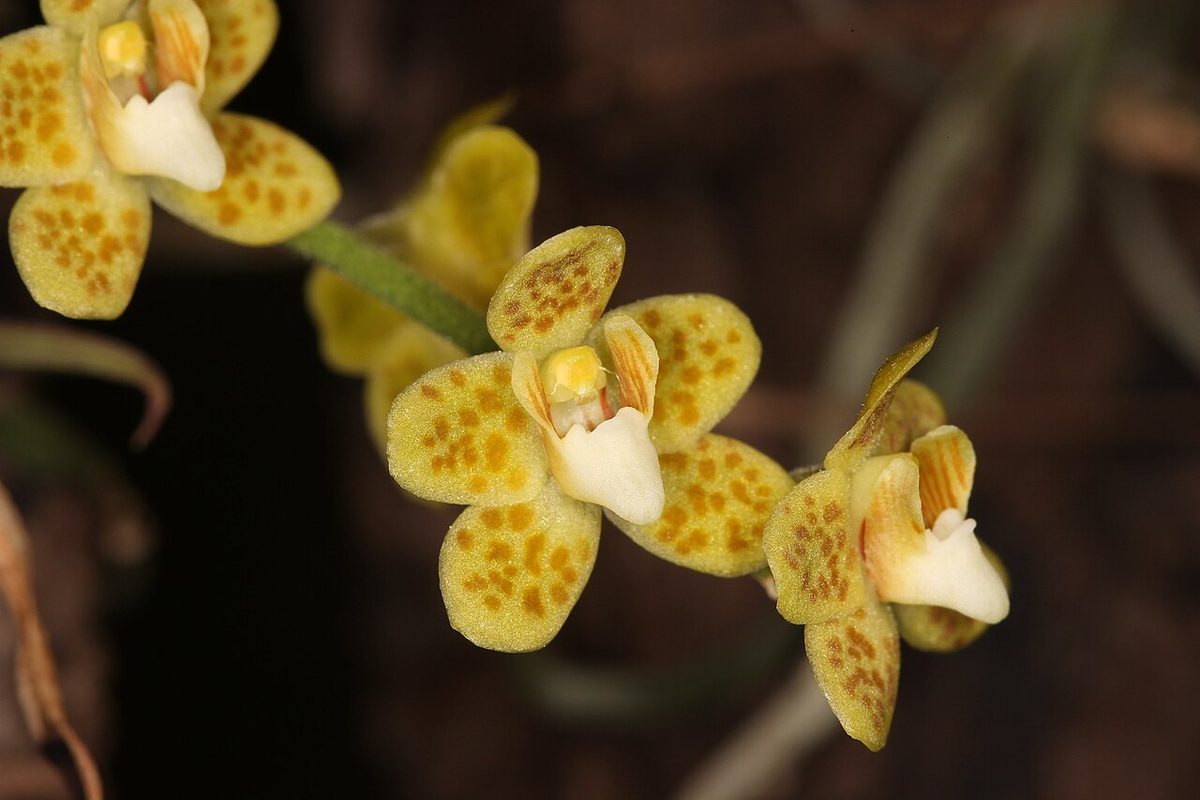 Chiloschista
